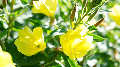 Homoeopathie Garten