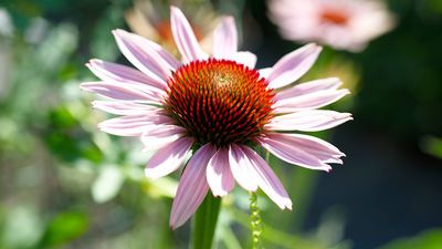 Kraeuter und Blumen